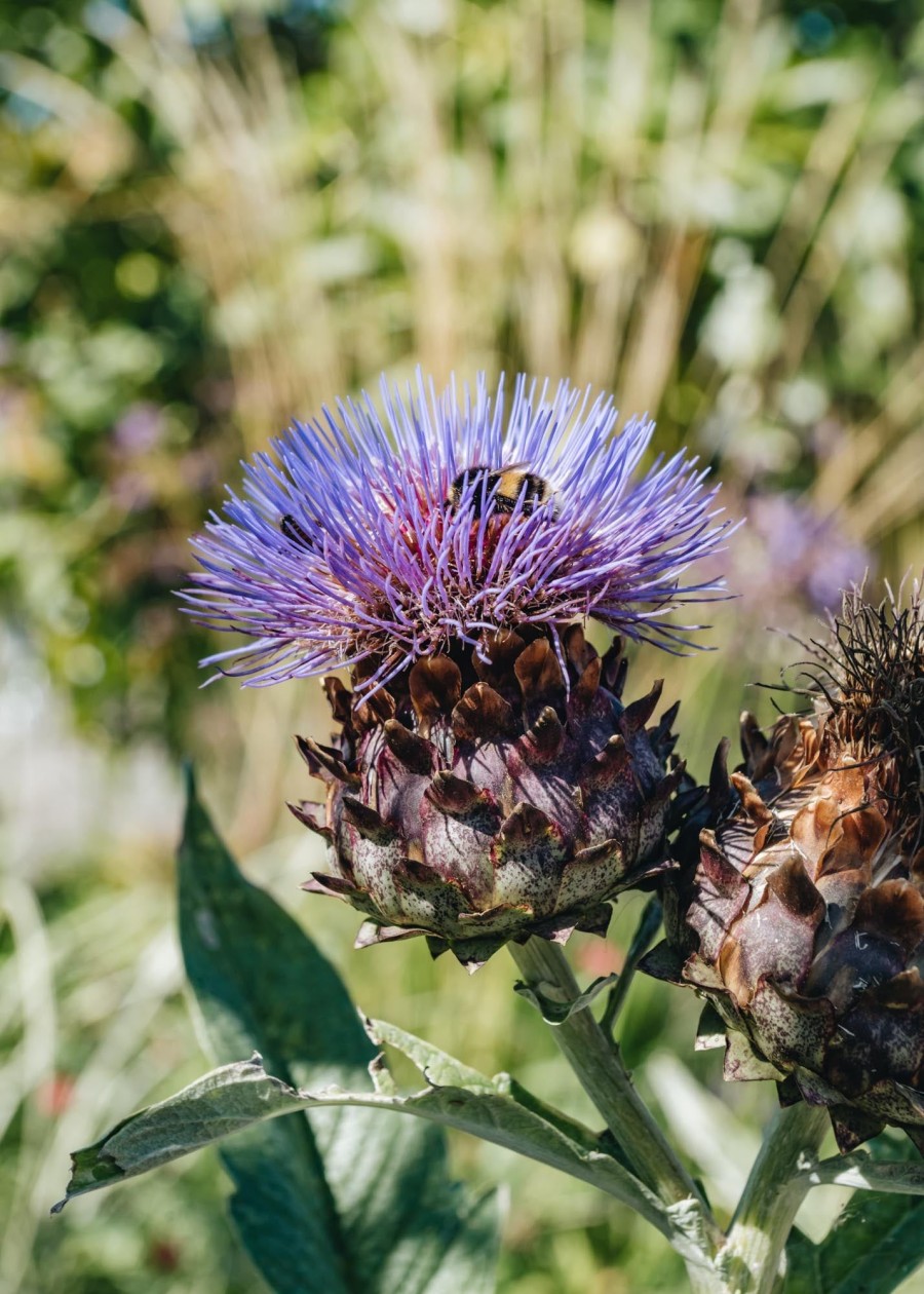 Plants Cardoon Kitchen Garden | Cynara Cardunculus