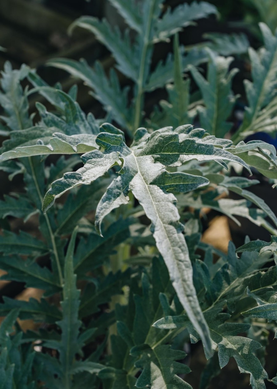 Plants Cardoon Kitchen Garden | Cynara Cardunculus