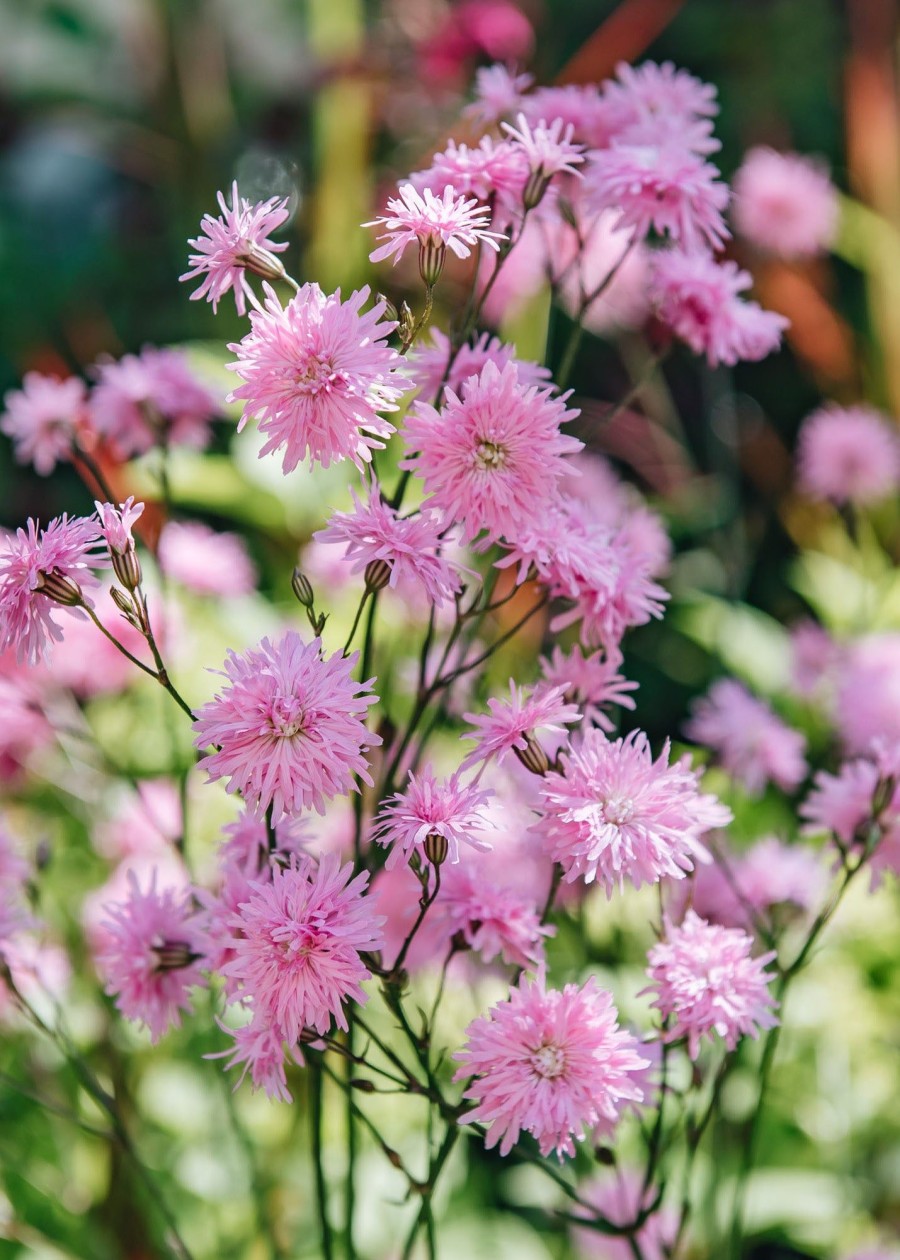 Plants Lychnis Pollinator Garden | Lychnis Flos-Cuculi Petite Jenny