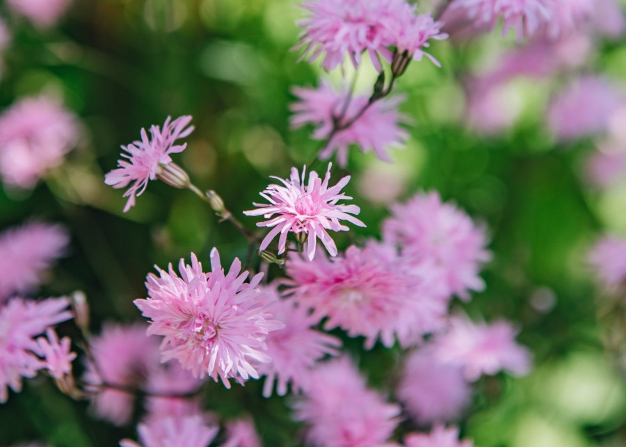 Plants Lychnis Pollinator Garden | Lychnis Flos-Cuculi Petite Jenny