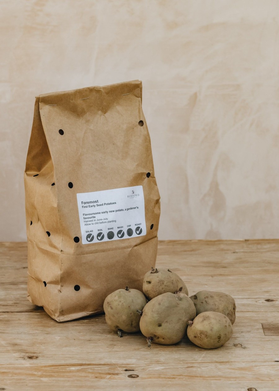 Plants Taylors Seed Potatoes | Potato 'Foremost'