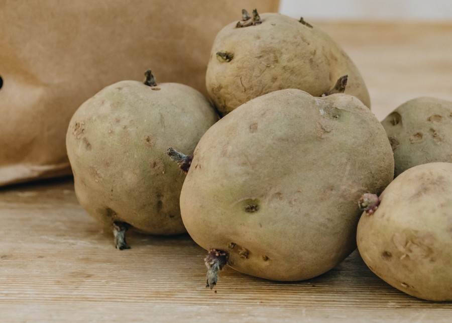 Plants Taylors Seed Potatoes | Potato 'Foremost'