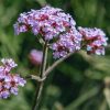 Plants Verbena Pollinator Garden | Verbena Bonariensis Lollipop 3L