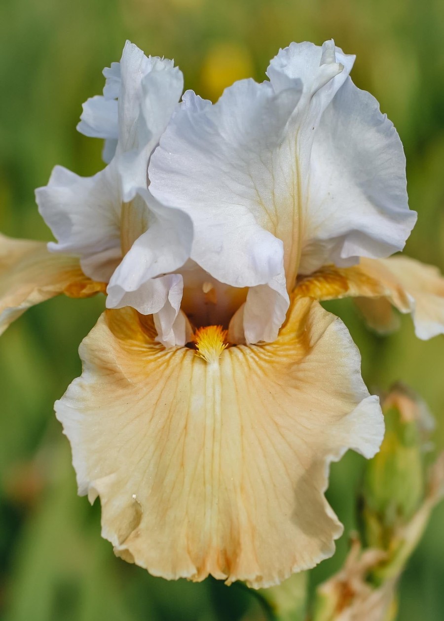 Plants Taylors Bulbs Iris Bulbs | Iris 'Champagne Elegance', Pack Of Three Bulbs