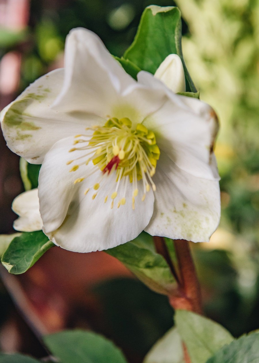 Plants Hellebore Pollinator Garden | Helleborus Ice N Roses White