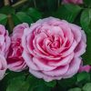 Plants David Austin Roses Rose Garden | David Austin Gertrude Jekyll Climbing Rose