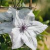 Plants Clematis Cottage Garden | Clematis Tsukiko