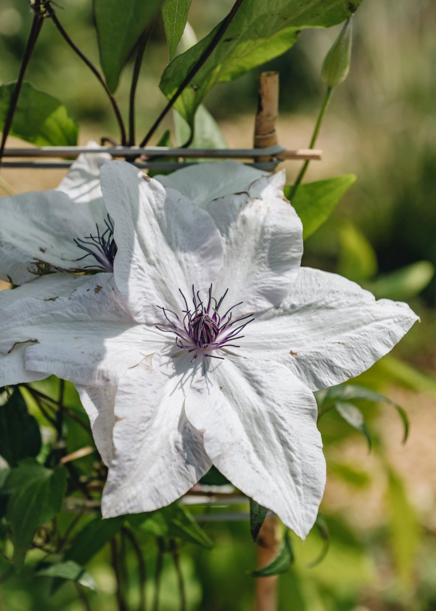 Plants Clematis Cottage Garden | Clematis Tsukiko