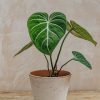 Interiors Houseplants Houseplants & Pots | Philodendron Gloriosum