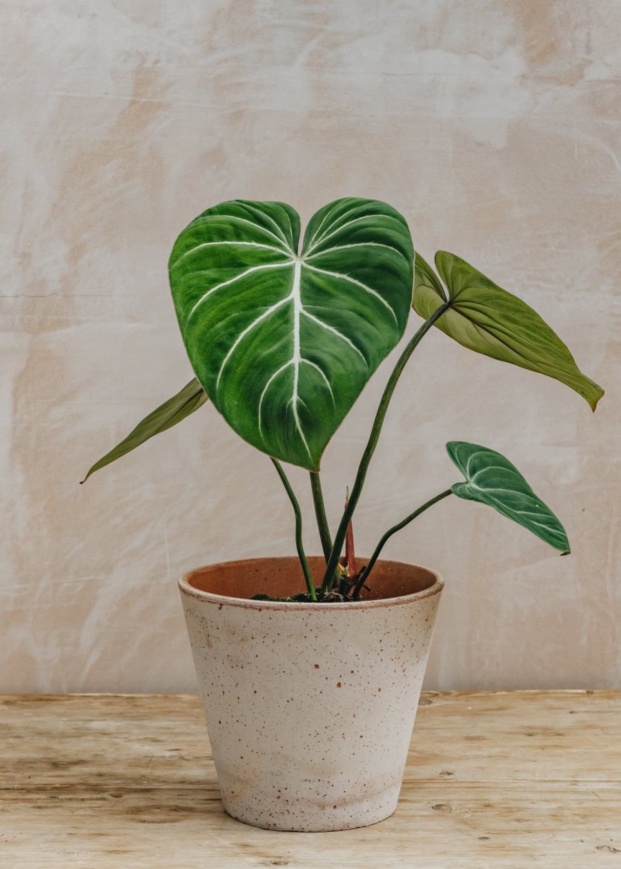 Interiors Houseplants Houseplants & Pots | Philodendron Gloriosum