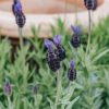 Plants Lavender Pollinator Garden | Lavandula Stoechas Papillon Agm