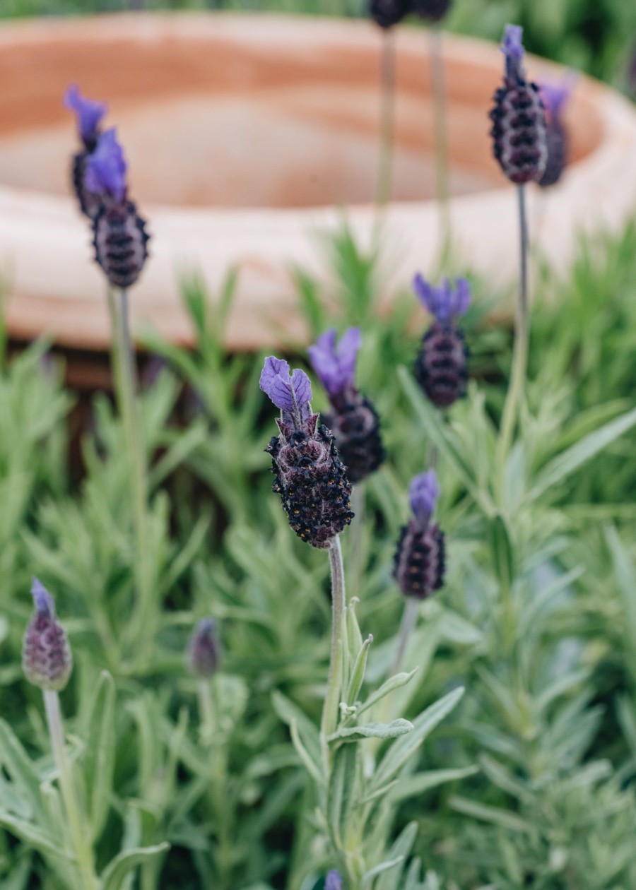 Plants Lavender Pollinator Garden | Lavandula Stoechas Papillon Agm