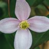 Plants Clematis Pollinator Garden | Clematis Montana Rubens