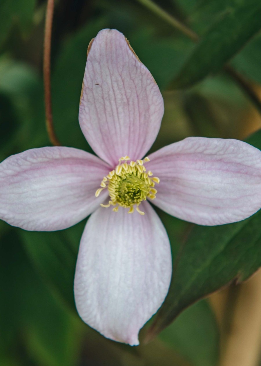 Plants Clematis Pollinator Garden | Clematis Montana Rubens