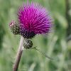 Plants Cirsium Cottage Garden | Cirsium Trevor'S Blue Wonder