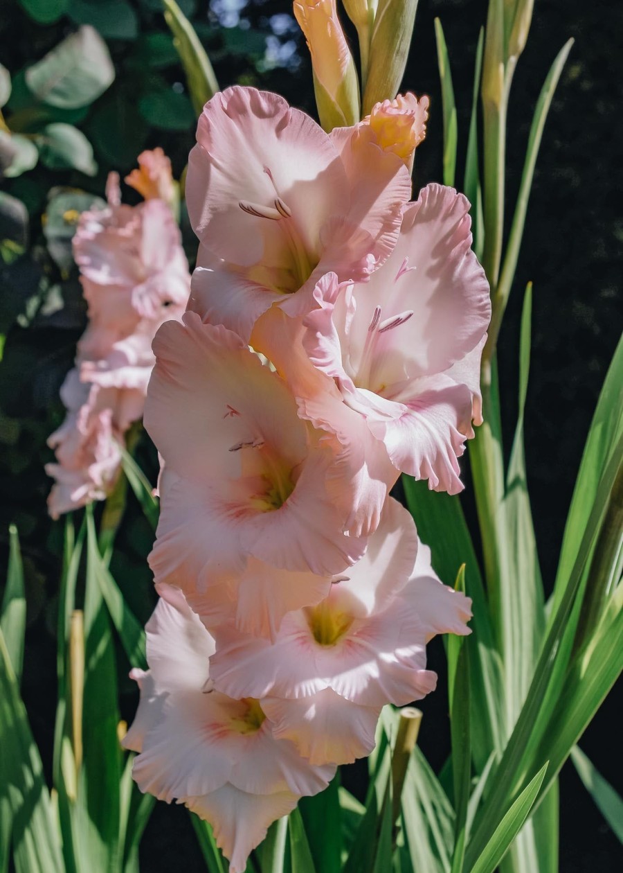 Plants Taylors Bulbs Gladioli Corms | Gladiolus 'Careless', Pack Of 15 Corms