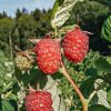 Plants Raspberry Kitchen Garden | Rubus Idaeus Autumn Bliss (Raspberry)