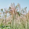 Plants Miscanthus Prairie Garden | Buy Miscanthus Flamingo Agm| Plants