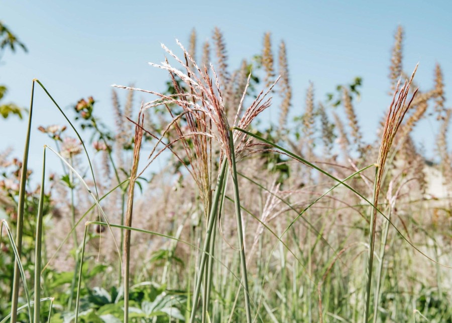 Plants Miscanthus Prairie Garden | Buy Miscanthus Flamingo Agm| Plants