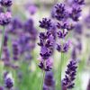 Plants Lavender Pollinator Garden | Lavandula Intermedia Vera