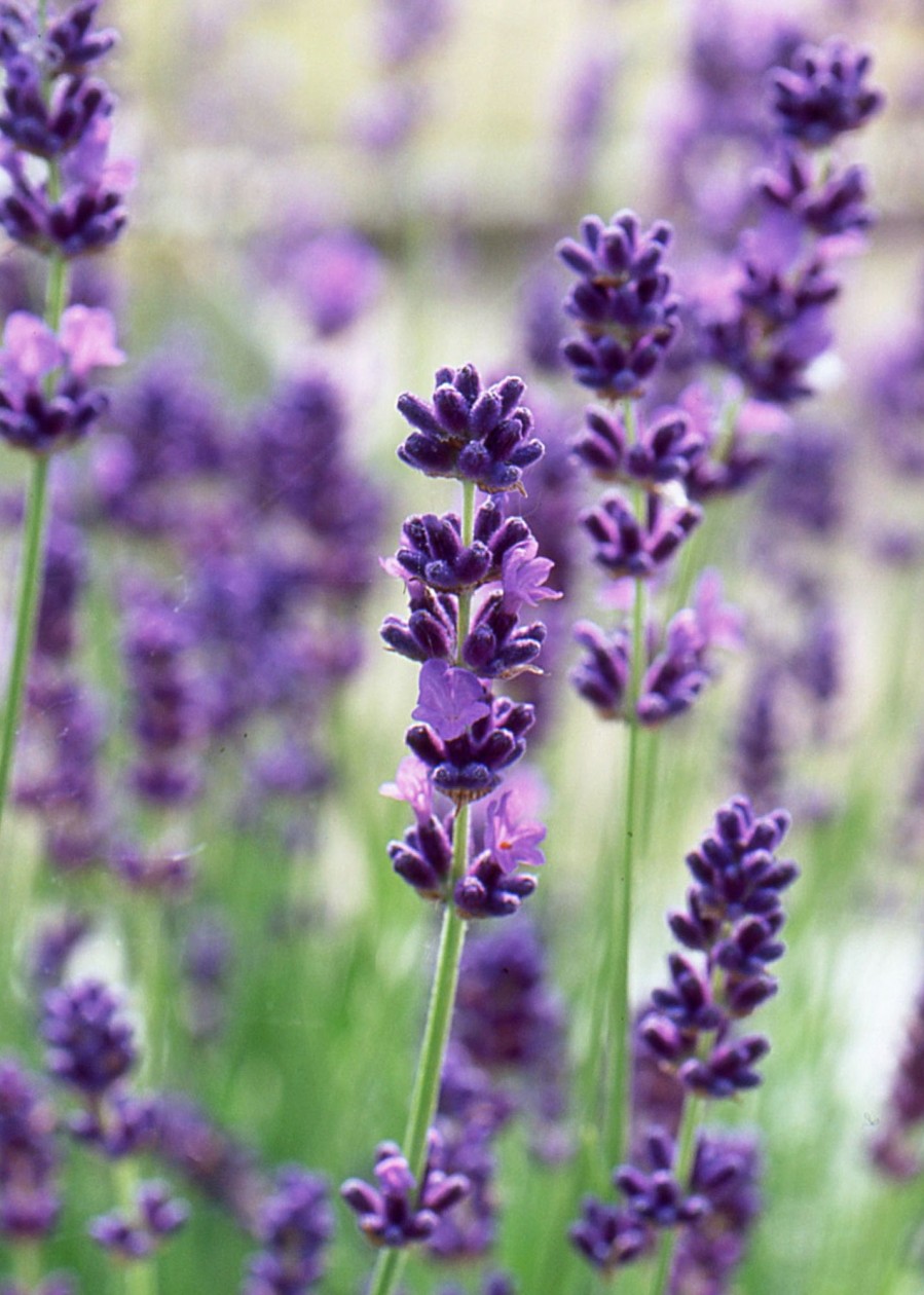 Plants Lavender Pollinator Garden | Lavandula Intermedia Vera