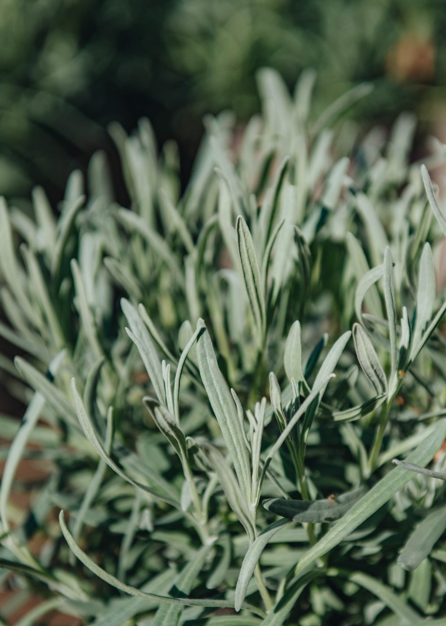 Plants Lavender Pollinator Garden | Lavandula Intermedia Vera