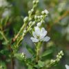 Plants Exochorda Cottage Garden | Exochorda Magical Springtime