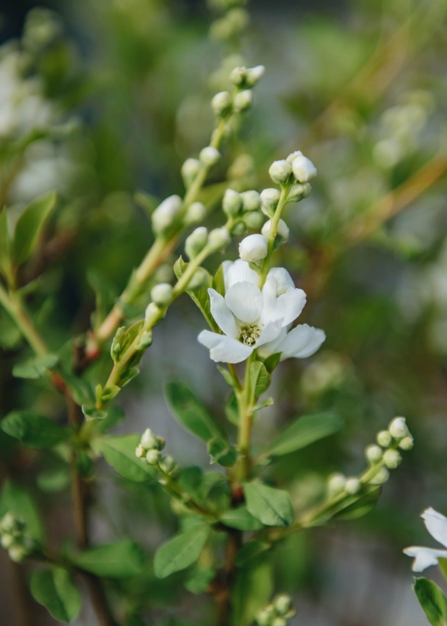 Plants Exochorda Cottage Garden | Exochorda Magical Springtime