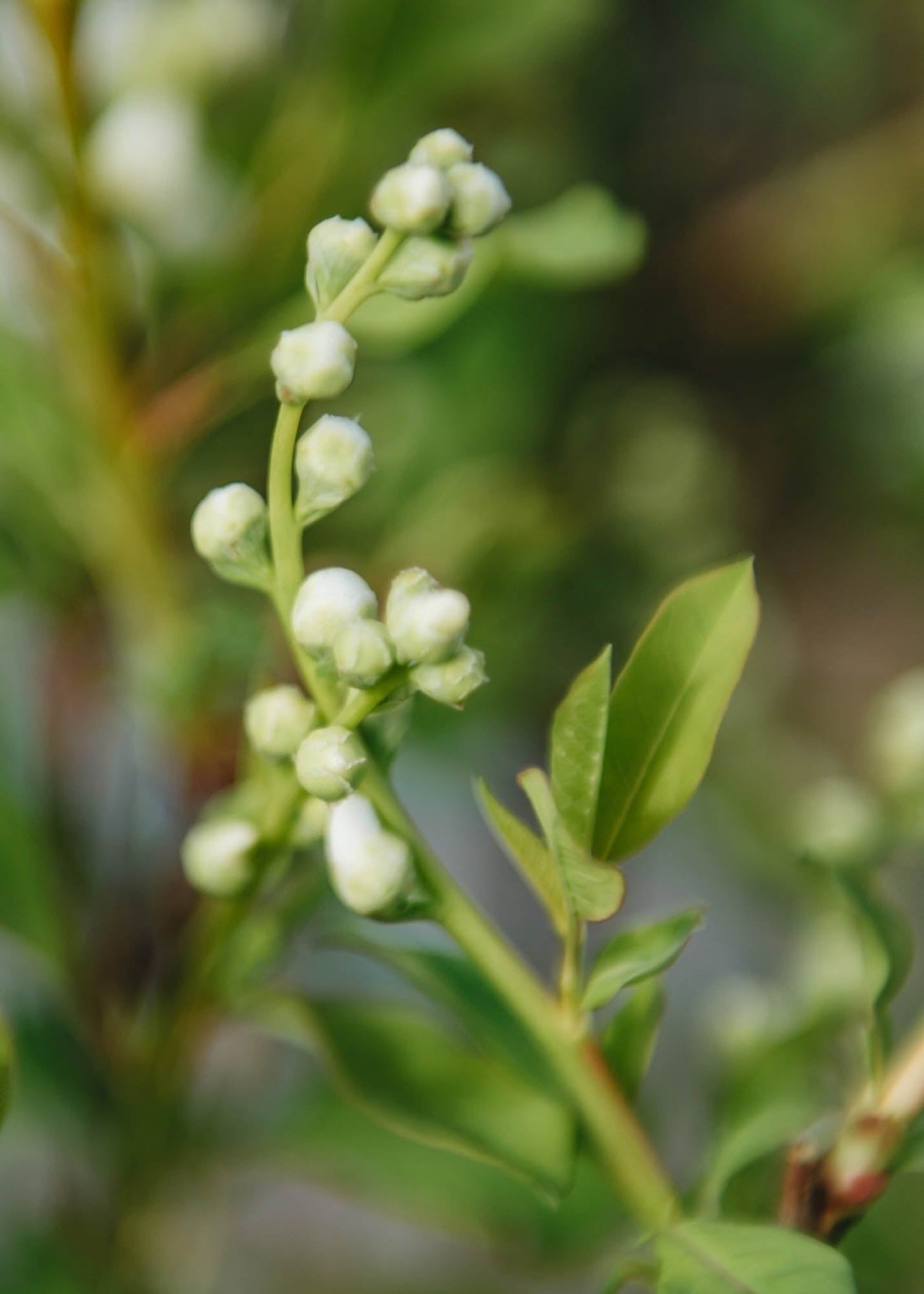 Plants Exochorda Cottage Garden | Exochorda Magical Springtime