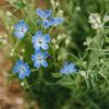 Plants Delphinium Pollinator Garden | Delphinium Summer Nights