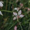 Plants Gaura Pollinator Garden | Gaura Lindheimeri Freefolk Rosy