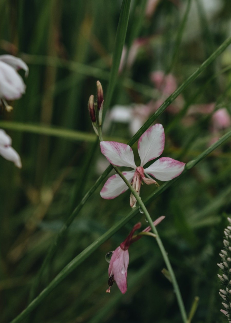 Plants Gaura Pollinator Garden | Gaura Lindheimeri Freefolk Rosy