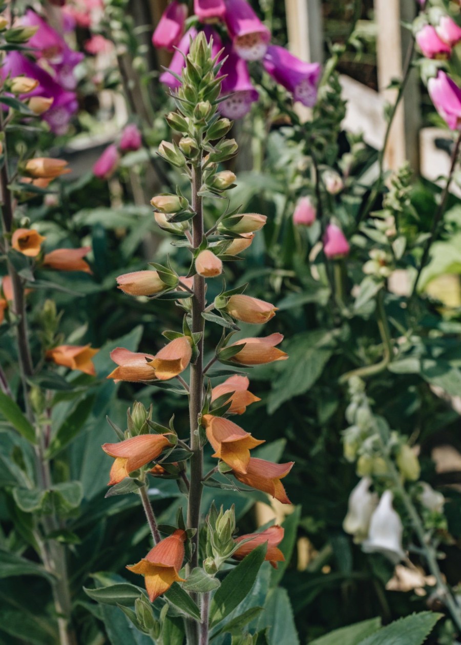 Plants Digitalis Pollinator Garden | Digitalis Firecracker