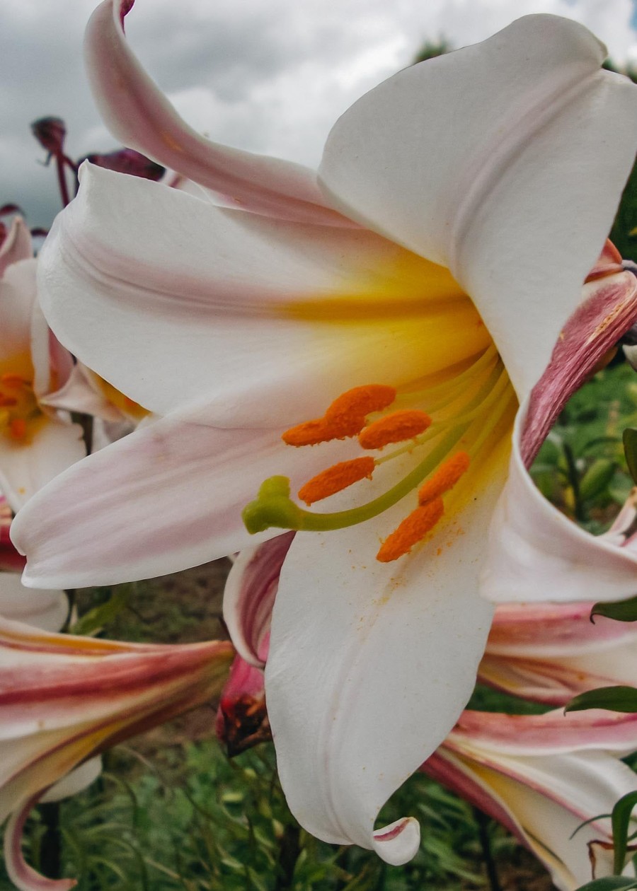 Plants Taylors Bulbs Lily Bulbs | Lilium 'Regale', Pack Of Three Bulbs