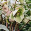 Plants Hellebore Cottage Garden | Helleborus Ivory Prince 5L