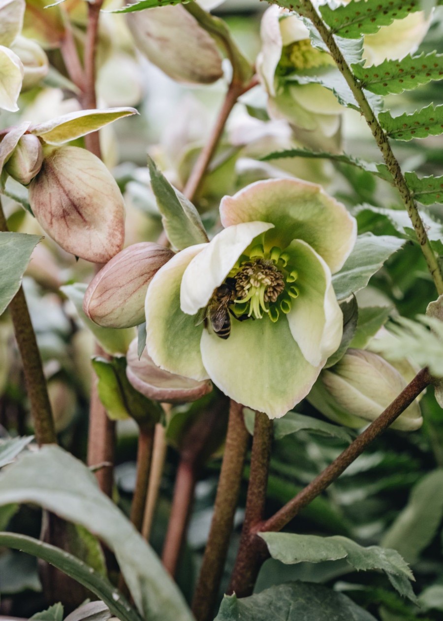 Plants Hellebore Cottage Garden | Helleborus Ivory Prince 5L