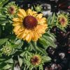 Plants Helenium Prairie Garden | Helenium Sahins Early Flowerer