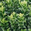 Plants Euonymus Cottage Garden | Euonymus Japonica Green Rocket