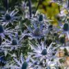 Plants Eryngium Prairie Garden | Eryngium Zabelii Big Blue