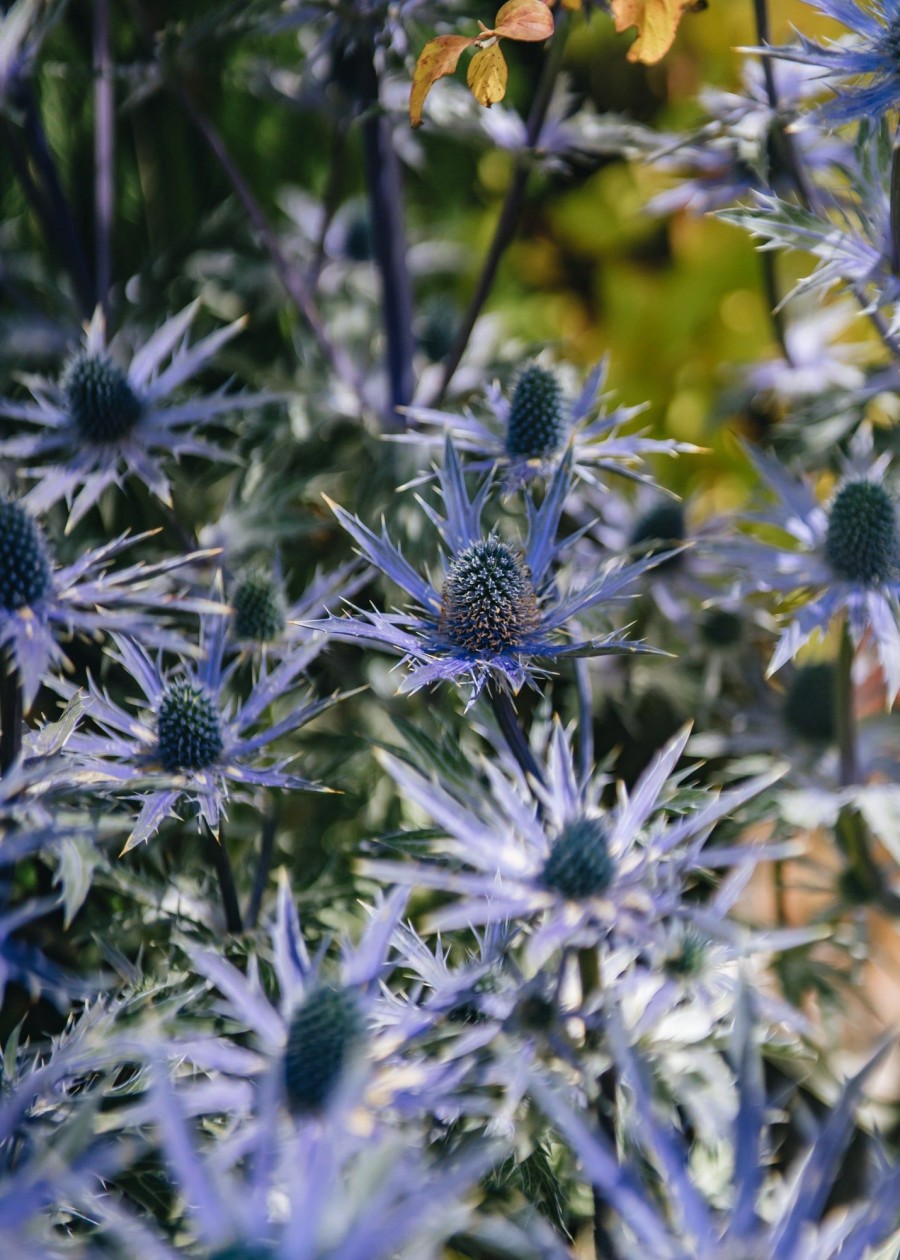 Plants Eryngium Prairie Garden | Eryngium Zabelii Big Blue