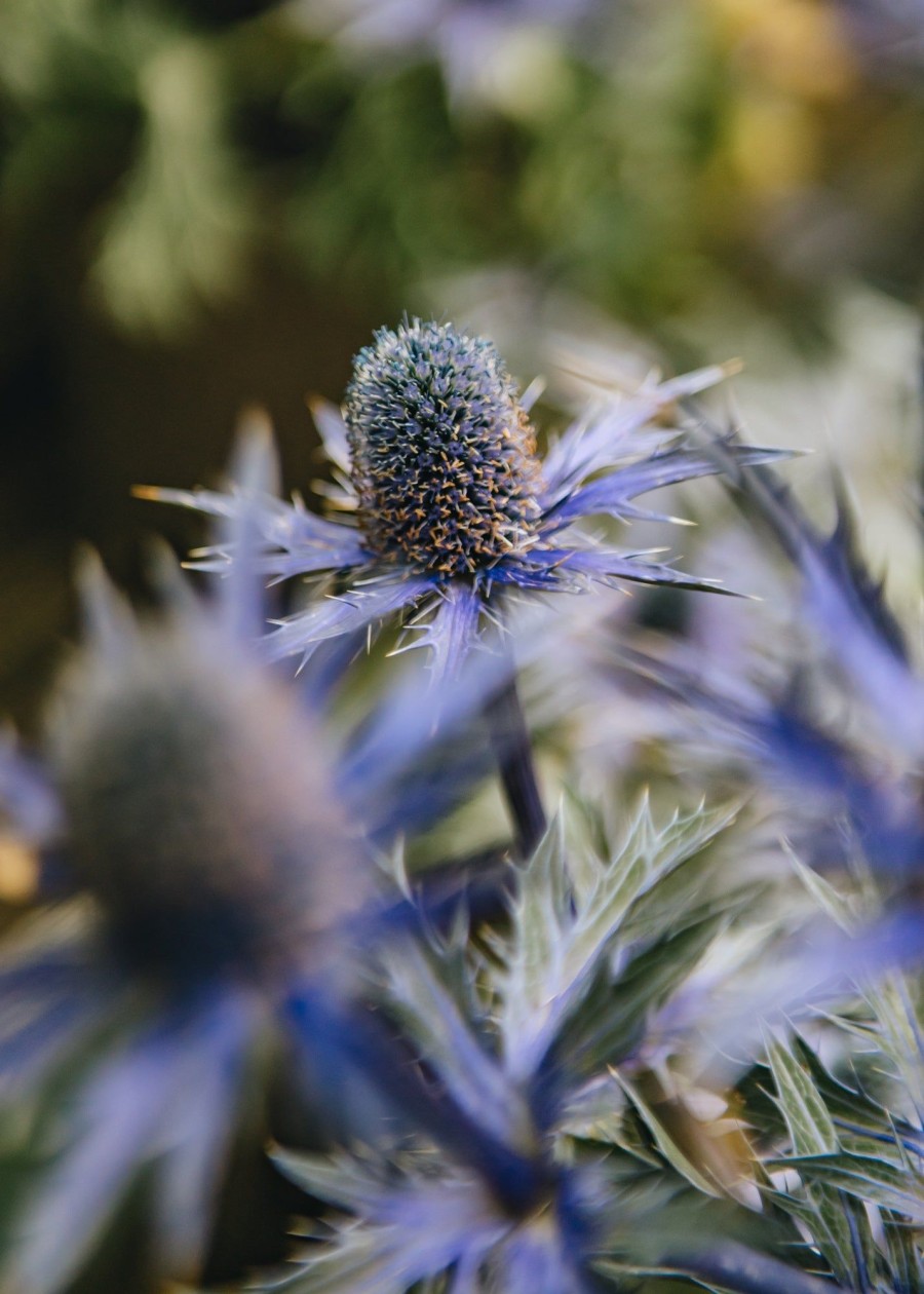 Plants Eryngium Prairie Garden | Eryngium Zabelii Big Blue