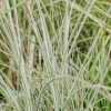 Plants Miscanthus Prairie Garden | Miscanthus Morning Light