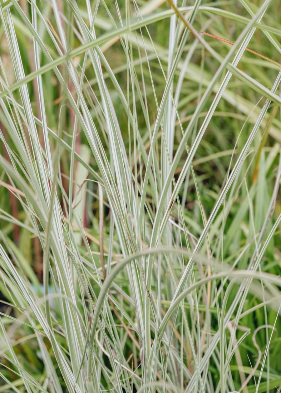 Plants Miscanthus Prairie Garden | Miscanthus Morning Light