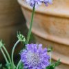 Plants Scabious Cottage Garden | Scabiosa Butterfly Blue