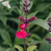 Plants Salvia Pollinator Garden | Salvia Pink Pong