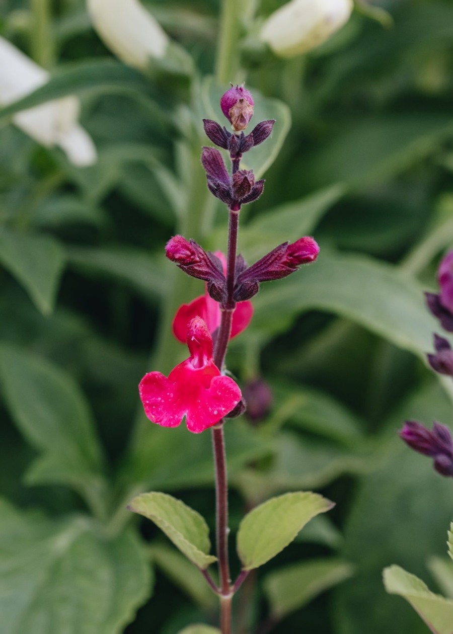 Plants Salvia Pollinator Garden | Salvia Pink Pong