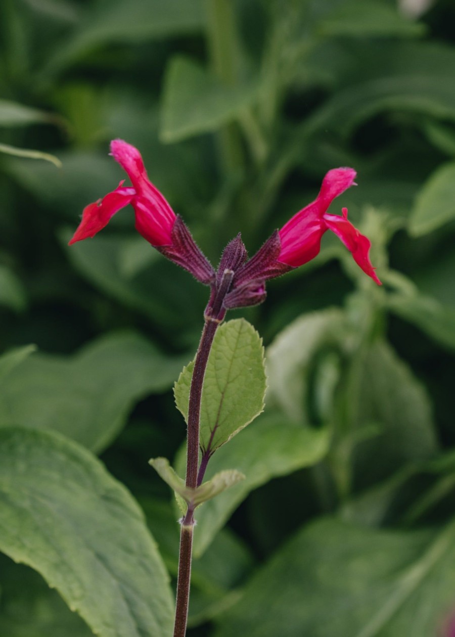 Plants Salvia Pollinator Garden | Salvia Pink Pong