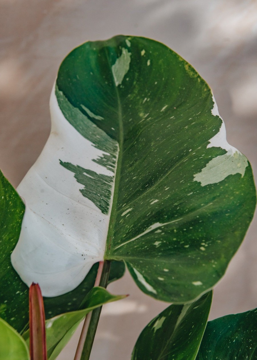 Interiors Houseplants Houseplants & Pots | Philodendron Erubescens White Princess