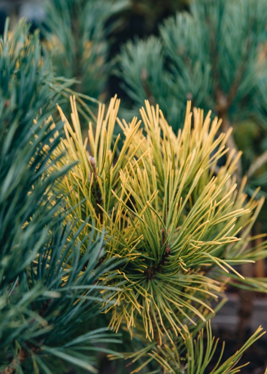 Plants Pinus Winter Garden | Buy Pinus Mugo Golden Glow