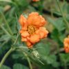 Plants Geum Pollinator Garden | Geum Princess Juliana